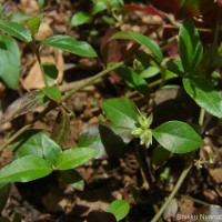Psilotrichum patulum (Willd.) I.M.Turner